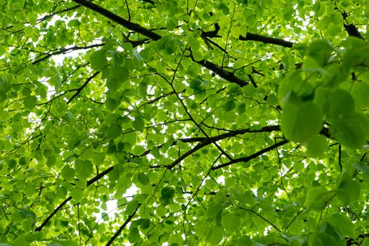 The sky shines through the crown of a tree with young spring leaves