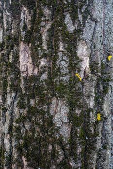 Brown peeled bark of an old tree. Old tree bark