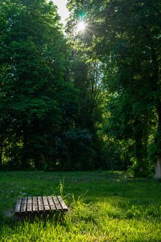 The sun breaks through the treetops. Trees grow on the lawn. Spring sun