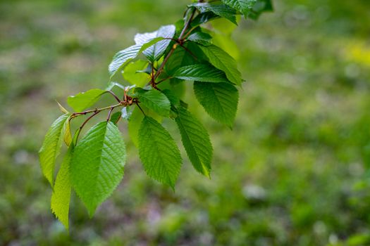 Cherry twig with a young leaf on a background of green grass