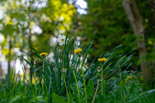 Daffodil and dandelion flowers on a background of green leaves