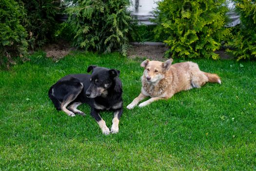 Two stray dogs lying on a green lawn. Sterilized dog with a mark on his ear