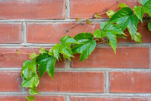 green branch of wild grapes on a brick wall
