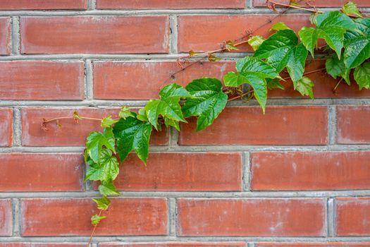 green branch of wild grapes on a brick wall