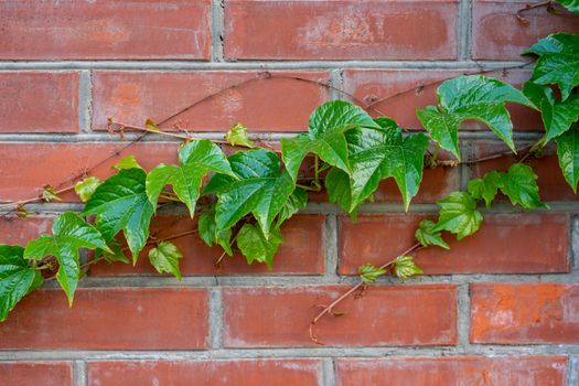 green branch of wild grapes on a brick wall