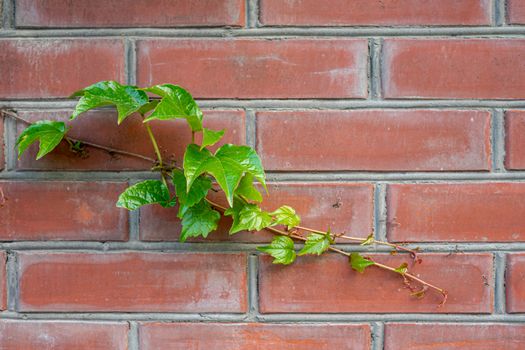 green branch of wild grapes on a brick wall