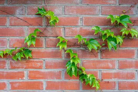 green branch of wild grapes on a brick wall