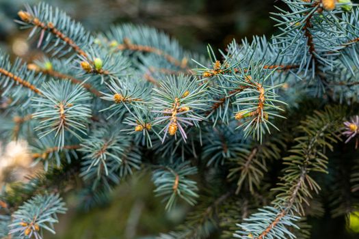 branch of blue spruce close up. soft focus