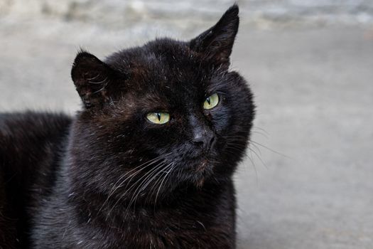 portrait of a big black cat with green eyes