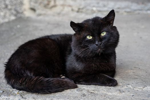 big black cat with green eyes lies on the asphalt