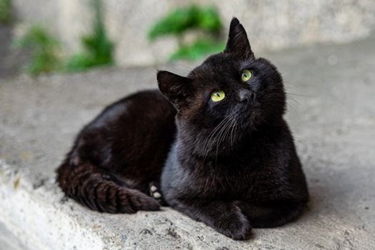 big black cat with green eyes lies on the asphalt