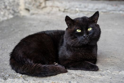 big black cat with green eyes lies on the asphalt