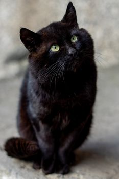 big black cat with green eyes sitting on the asphalt