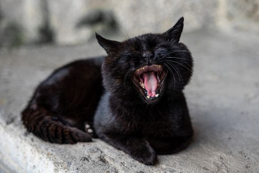 a big black cat with green eyes lies on the asphalt and yawns