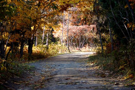 Alley in the park. Autumn in the park