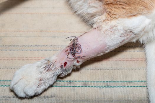 Suture on the cat's paw after surgery