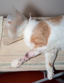 Cat after surgery. Sewn paw elevation. Seam on the front paw of a cat