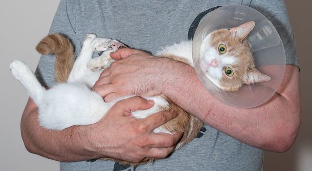 Cat after surgery on the arms of a man. Sick cat