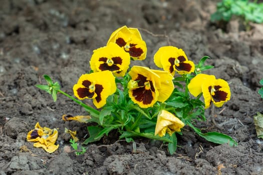 yellow flower. yellow violet bush grows in the garden