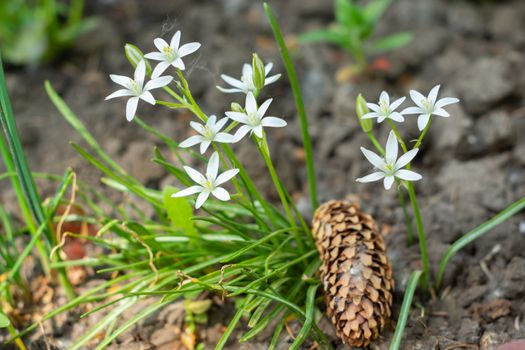 a bush of white flowers grows in the garden