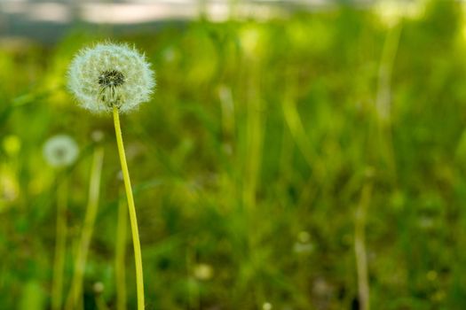 dandelion on a blurred background of green grass