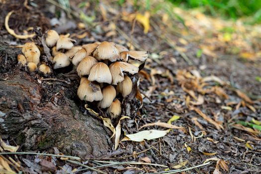 mushrooms grow in the park near the roots of the tree. family of fungi of the order Agarical. photo of mushrooms