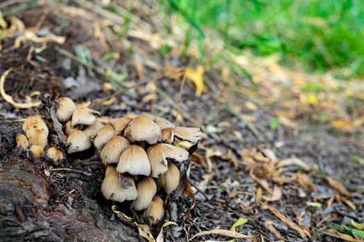 mushrooms grow in the park near the roots of the tree. family of fungi of the order Agarical. photo of mushrooms