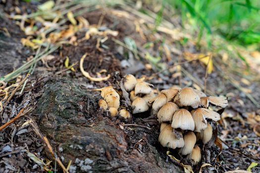 mushrooms grow in the park near the roots of the tree. family of fungi of the order Agarical. photo of mushrooms