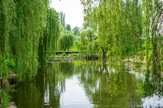 green willows grow near the river. beautiful landscape.