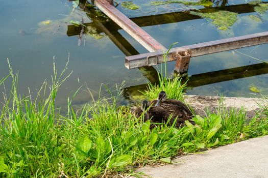 two little ducks sitting in the green grass by the river