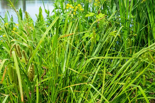 tall green reeds growing on the river bank