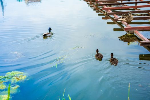 duck family floats on the river. wild duck with ducklings