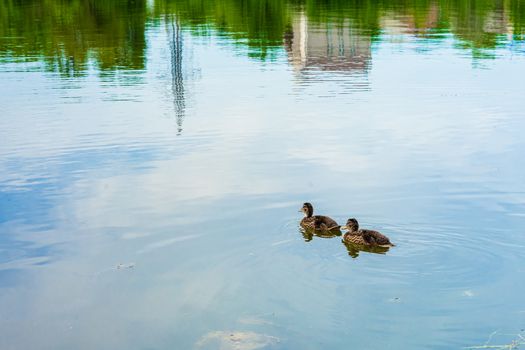 two wild gray ducklings floating on the water