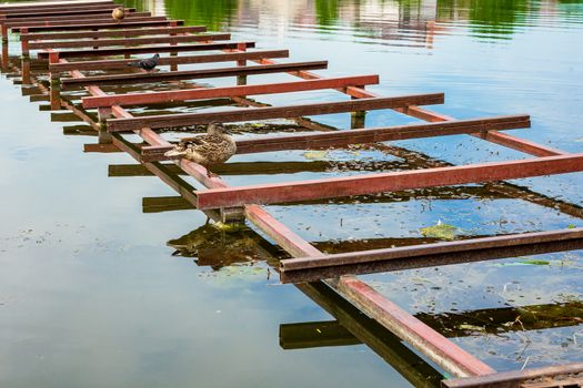 wild duck stands on a metal bridge on the river