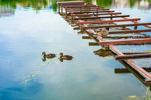 duck family floats on the river. wild duck with ducklings