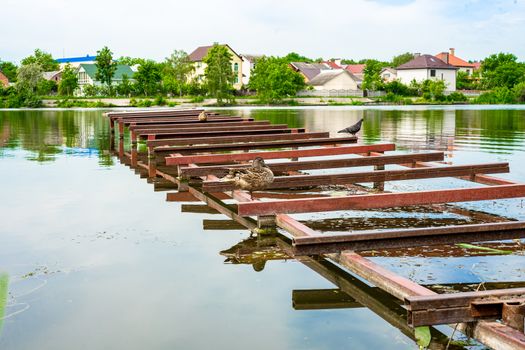 wild duck stands on a metal bridge on the river