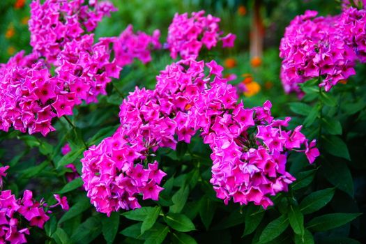 Pink flowers in the garden. Bush of bright pink flowers on the flowerbed. Matiola night violet