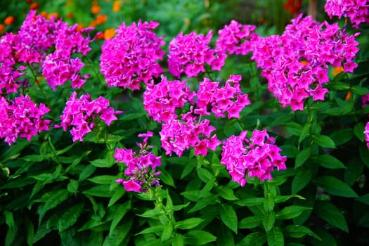 Pink flowers in the garden. Bush of bright pink flowers on the flowerbed. Matiola night violet