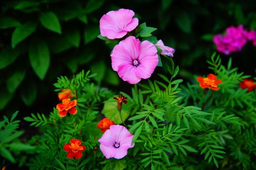 Pink flowers on a flowerbed. Morning glory pink. Small pink flower bell