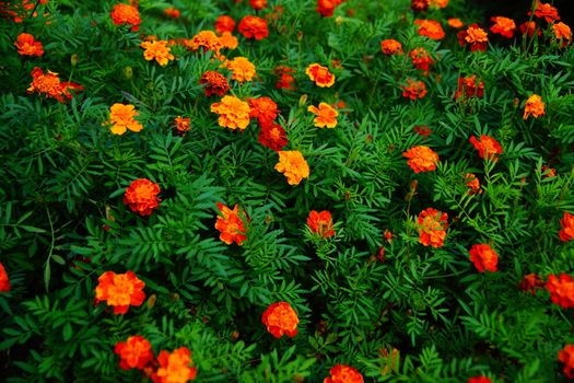 Orange flowers. Marigolds grow in the garden.