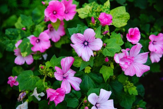 Pink flowers on a flowerbed. Morning glory pink. Small pink flower bell