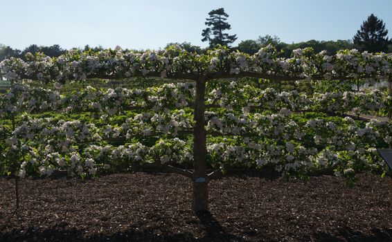 Espalier Apple Tree in Kitchen Garden