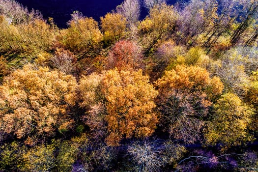 Aerial photograph of flying over trees in autumn with straw brown, golden and yellow colours of the leaves, aerial view with drone from a height of fifty metres.