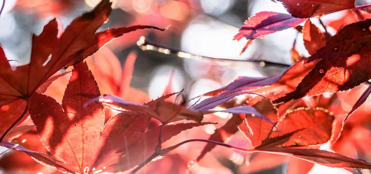 Japanese fan maple (acer sp.) against the setting autumn sun, strong colour and light effects