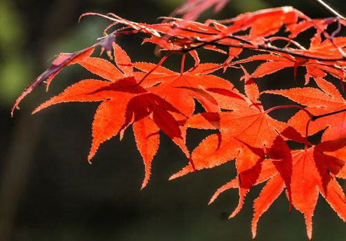 Japanese fan maple (acer sp.) against the setting autumn sun, strong colour and light effects