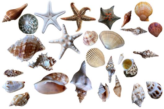 Seashell collection isolated on the white, can be use for art and graphic design