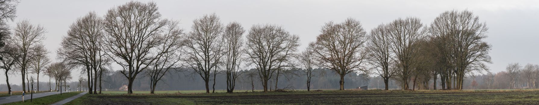 row of bare trees at the edge of a large arable land, panorama with large open space as a header for a website, stitched