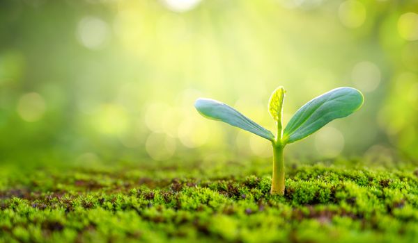 Planting seedlings young plant in the morning light on nature background