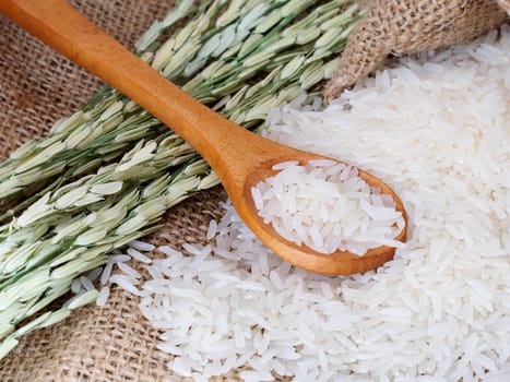 thai jasmine white rice closeup with rice plant on sack background