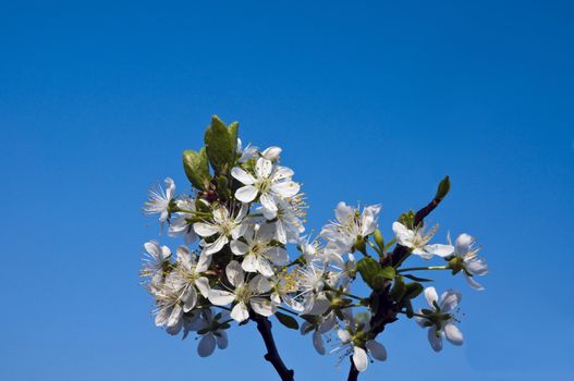 plum blossoms with blue sky in the background